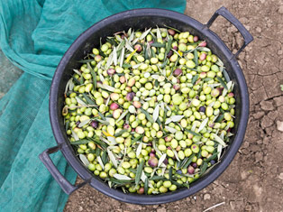 Olives and EVOO: It's the Ripe Time