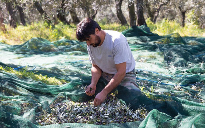 Will EVOO Yields Drive Innovation?